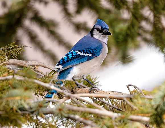 A-bird-012