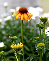 flower-003 A copy