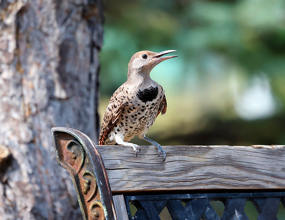 A-bird-086
