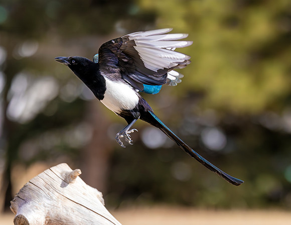 A-bird-024