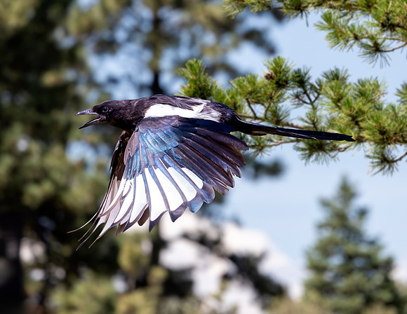 A-bird-090