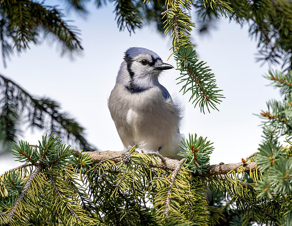 A-bird-105