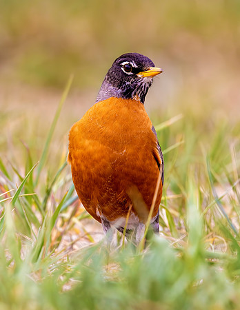 A-bird-066
