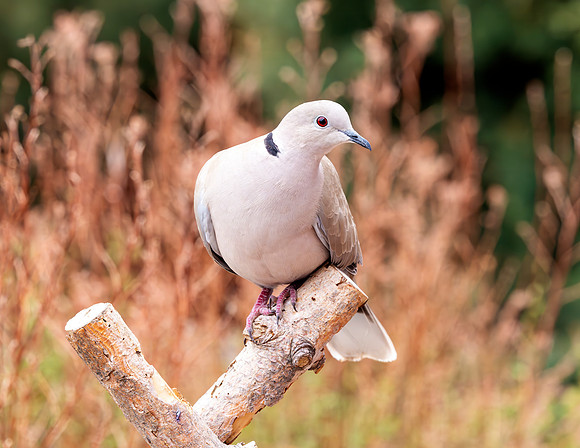 A-bird-071