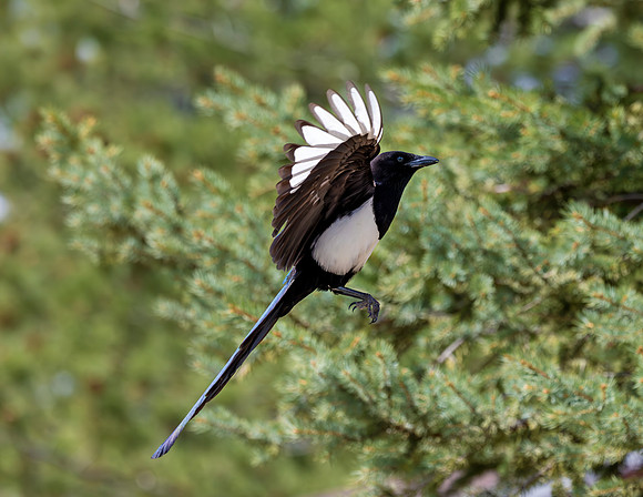 A-bird-052