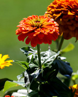 flower-007 A copy