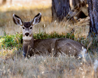 A-deer-009