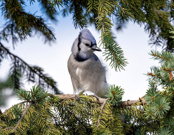 A-bird-104