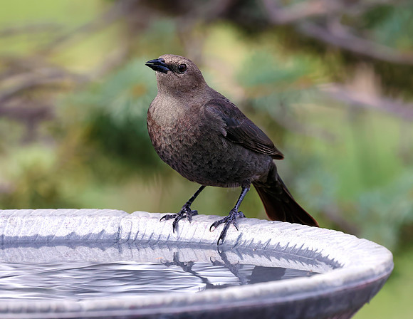 A-bird-078