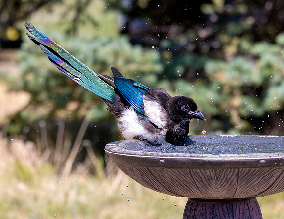 A-bird-058