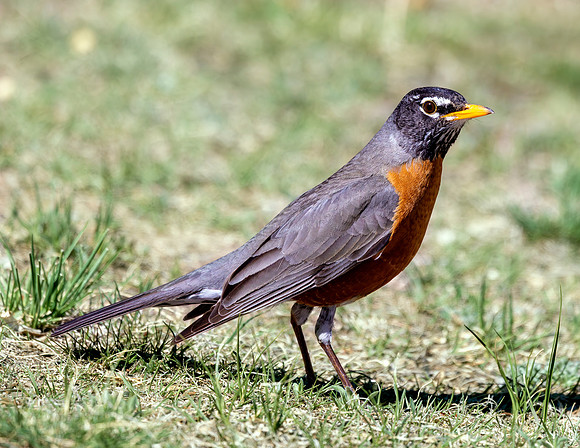 A-bird-040