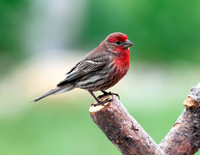 A-bird-014