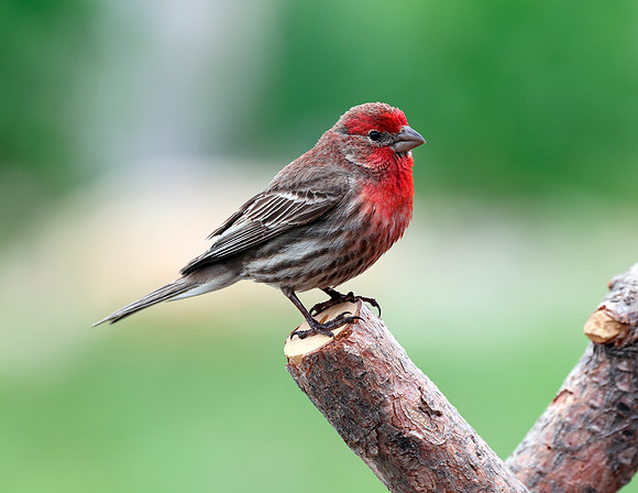 A-bird-014