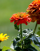 flower-009 A copy