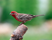 A-bird-004