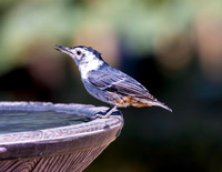 A-bird-007