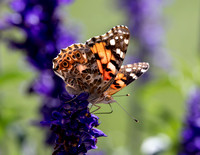 A-butterfly-008 copy
