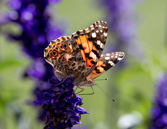 A-butterfly-008 copy
