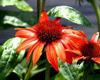 flower-012 A copy