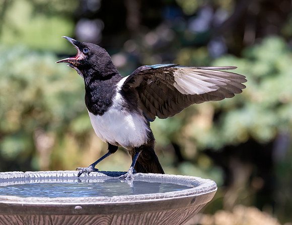 A-bird-103