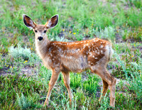 A-deer-019