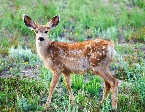 A-deer-019