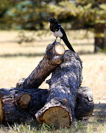 A-bird-080