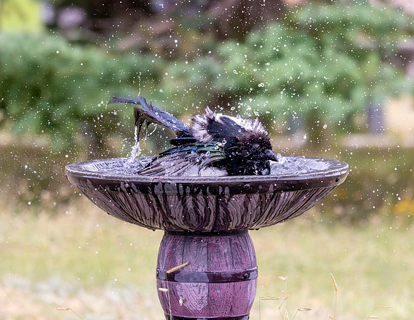 A-bird-087