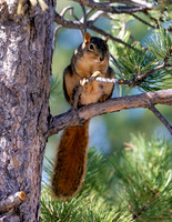 A-squirrel-019 copy