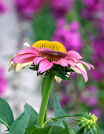 flower-029 A copy