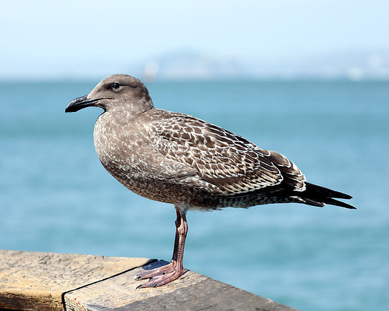 A-bird-042
