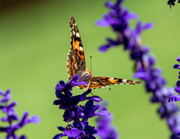 A-butterfly-014 copy