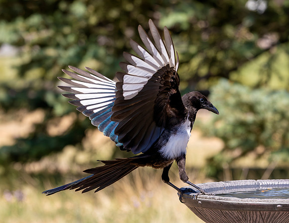 A-bird-049