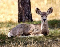 A-deer-020