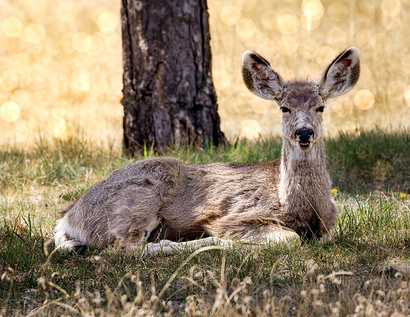 A-deer-020