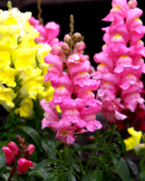flower-017 A copy