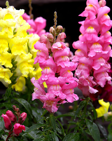 flower-017 A copy