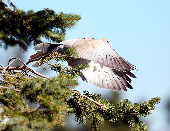 A-bird-097