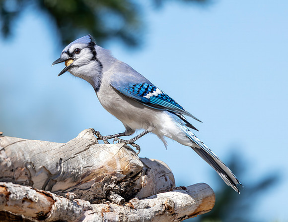 A-bird-082