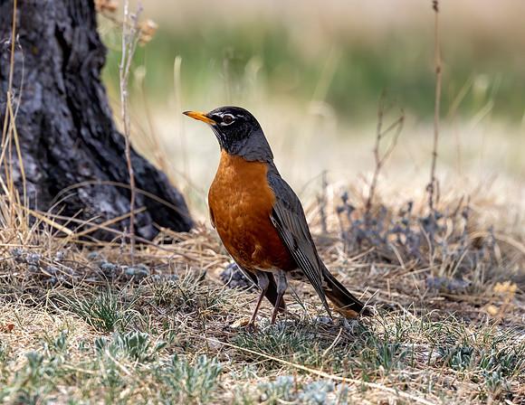 A-bird-048