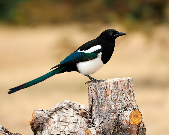 A-bird-057