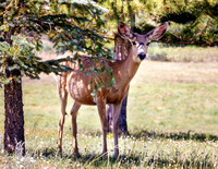 A-deer-002