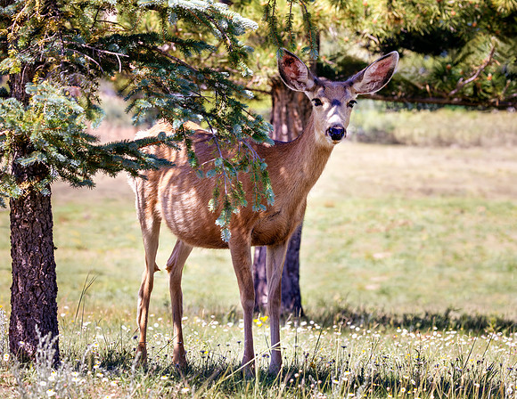 A-deer-002