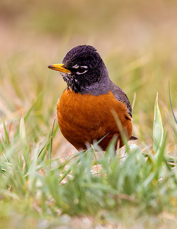 A-bird-067