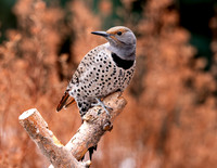A-bird-001