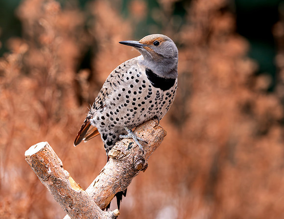 A-bird-001