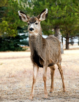 A-deer-001