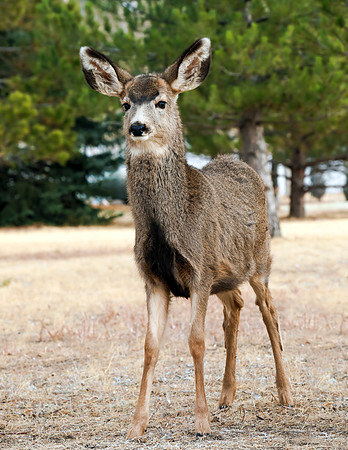 A-deer-001