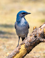 A-bird-013
