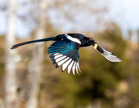 A-bird-018
